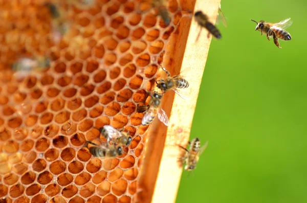 Bienen auf Waben — Stockfoto