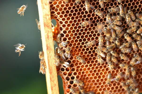 Bienen auf Waben — Stockfoto