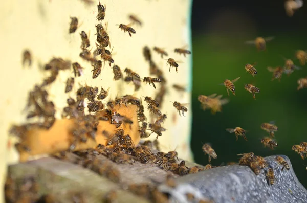Un montón de abejas en la entrada de la colmena en el colmenar —  Fotos de Stock