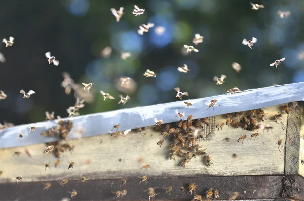Un essaim d'abeilles essayant d'entrer dans une ruche par un conduit d'aération — Photo