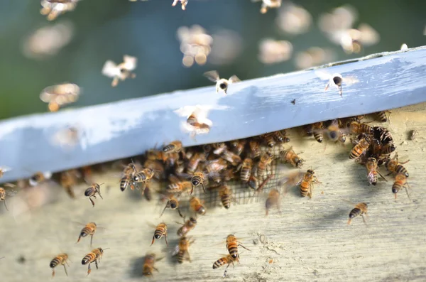 Un essaim d'abeilles essayant d'entrer dans une ruche par un conduit d'aération — Photo