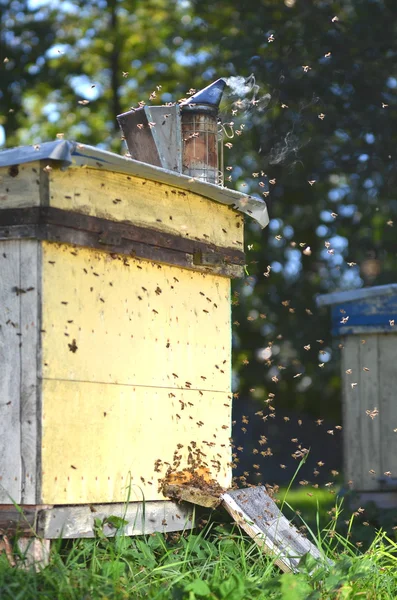 Bienenstock im Bienenhaus — Stockfoto