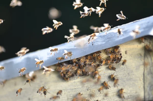 Un enjambre de abejas tratando de entrar en una colmena a través de un respiradero — Foto de Stock