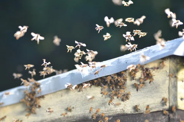 Een zwerm bijen probeert te krijgen in een bijenkorf via een vent — Stockfoto
