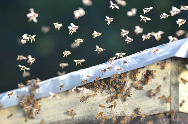 Un enjambre de abejas tratando de entrar en una colmena a través de un respiradero —  Fotos de Stock