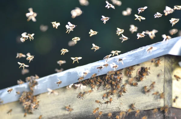 Ein Bienenschwarm, der versucht, durch eine Öffnung in einen Bienenstock zu gelangen — Stockfoto