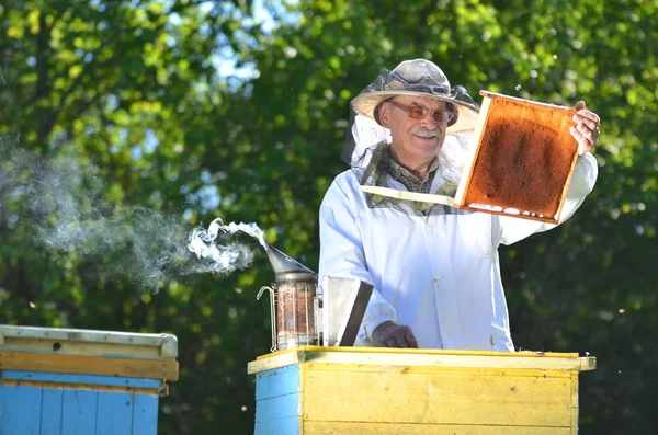 经验丰富的高级养蜂人在蜂房在夏季季节后进行的检验 — 图库照片