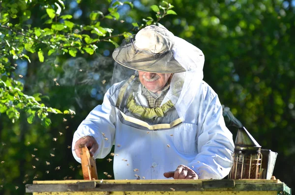 Esperto apicoltore senior fare ispezione in apiario dopo la stagione estiva — Foto Stock