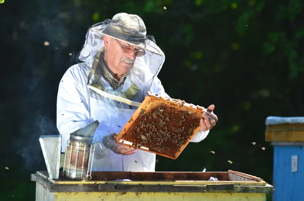 Apiculteur expérimenté effectuant une inspection dans le rucher après la saison estivale — Photo