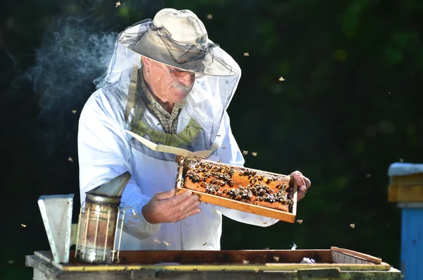 Опытный старший пчеловод проводит инспекцию на пасеке после летнего сезона — стоковое фото