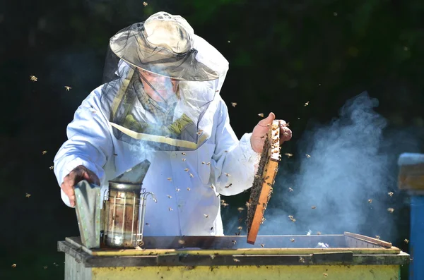 Опытный старший пчеловод проводит инспекцию на пасеке после летнего сезона — стоковое фото
