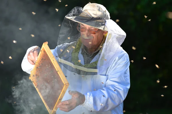 经验丰富的高级养蜂人在蜂房在夏季季节后进行的检验 — 图库照片