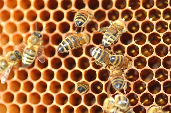 Bienen auf Waben Stockbild