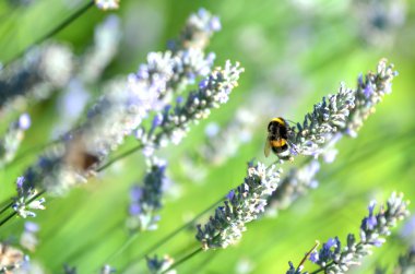 Bumblebee lavanta çiçekleri üzerinde