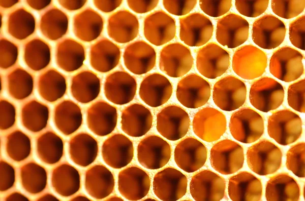 Naturliga honeycomb — Stockfoto