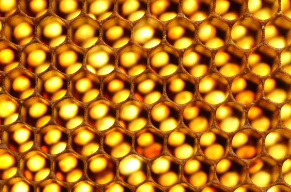 Natural honeycomb — Stock Photo, Image