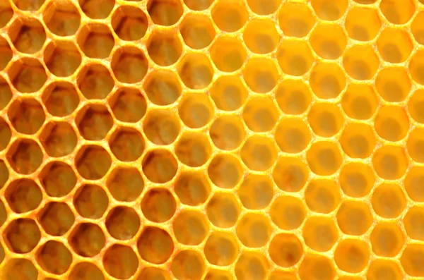 Natural honeycomb — Stock Photo, Image