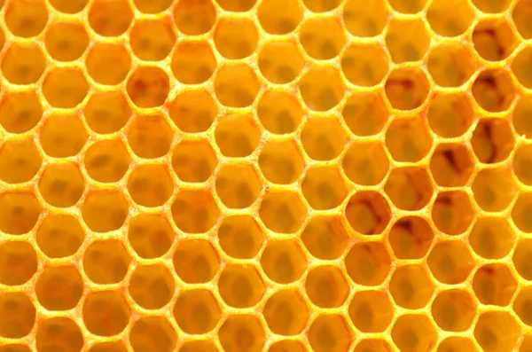 Naturliga honeycomb — Stockfoto