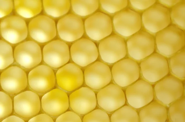 Naturliga honeycomb — Stockfoto