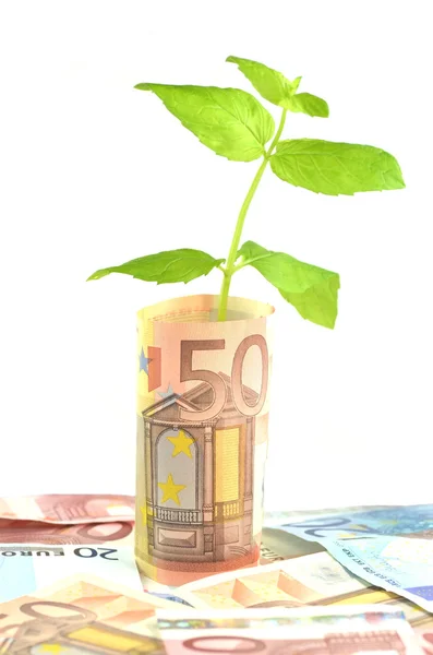 Зеленое растение, растущее из банкнот, изолированных на белом — стоковое фото