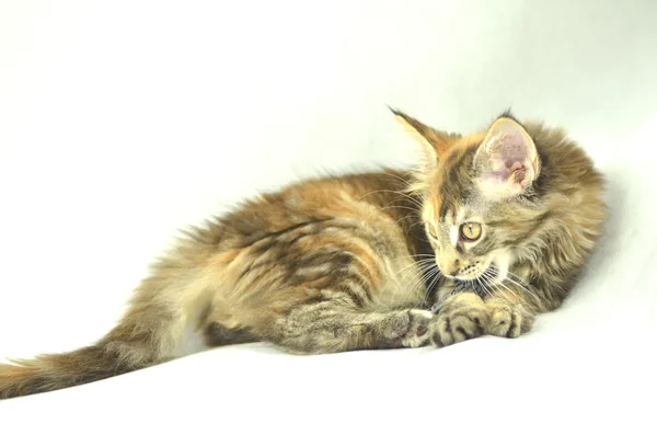 Portrait of beautiful young 4 month old maine coon cat — Stock Photo, Image