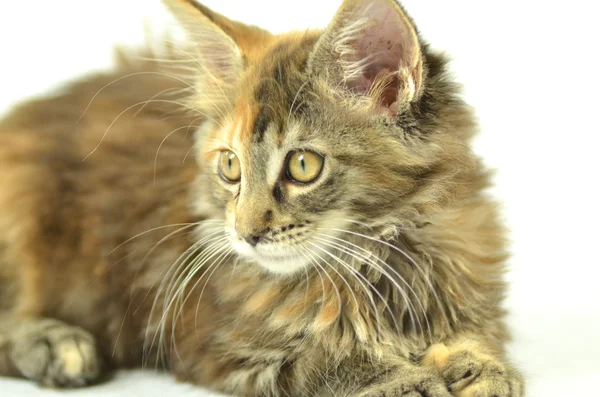 Portrait of beautiful young 4 month old maine coon cat — Stock Photo, Image