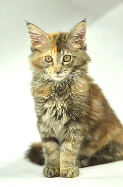 Ritratto di bel giovane gatto del bozzolo del maine di 4 mesi — Foto Stock