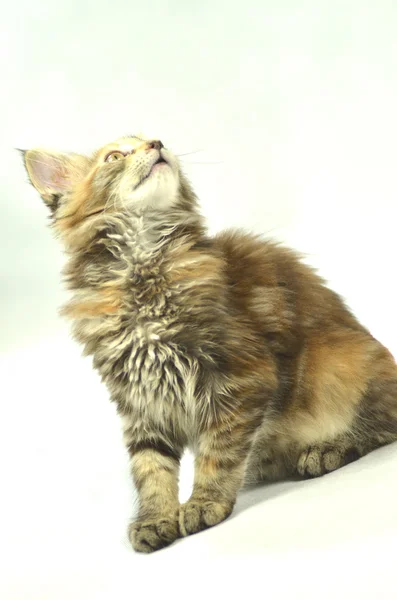 Retrato de belo jovem de 4 meses maine coon cat — Fotografia de Stock