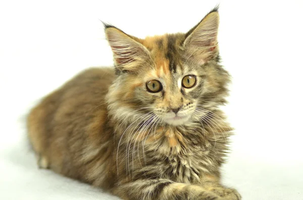 Portrait of beautiful young 4 month old maine coon cat — Stock Photo, Image