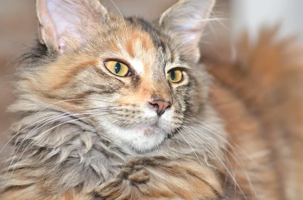 아름 다운 젊은 메인 coon 고양이의 초상화 — 스톡 사진