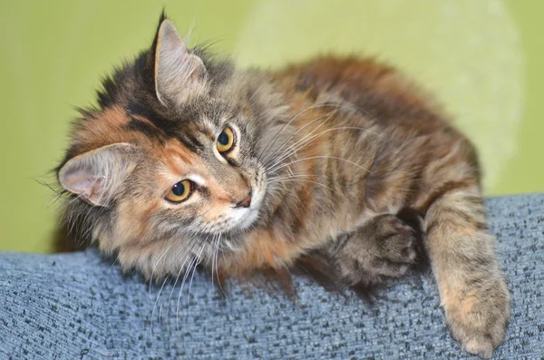 Portrett av en ung, vakker maine-vaskebjørn-katt – stockfoto