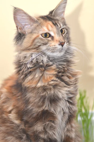 Πορτρέτο του όμορφη νεαρή maine coon γάτα — Φωτογραφία Αρχείου