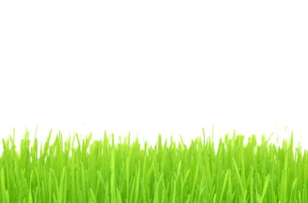 Closeup of grass on a meadow — Stock Photo, Image