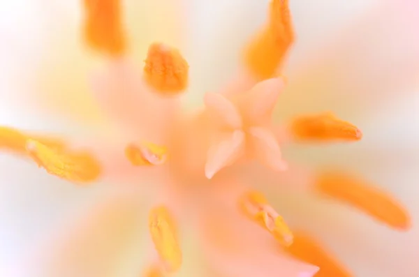 Extreme Nahaufnahme des Inneren einer schönen rosa Tulpe — Stockfoto