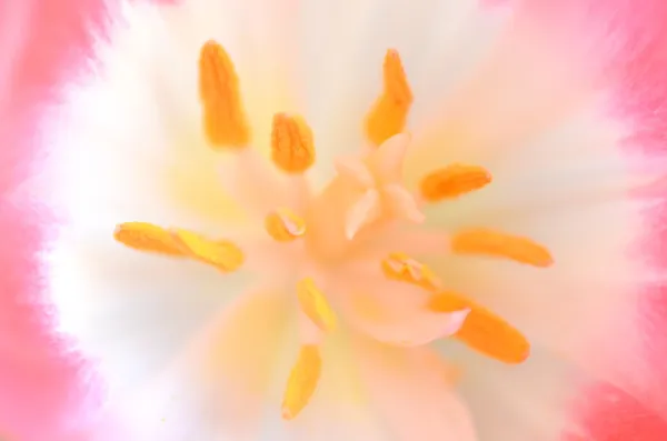 Extreme Nahaufnahme des Inneren einer schönen rosa Tulpe — Stockfoto