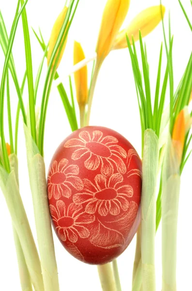 Traditional scratched handmade Easter egg among yellow crocus flowers — Stock Photo, Image