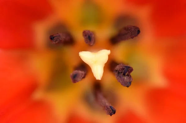 Extreme close-up van de binnenkant van een mooie rode tulp — Stockfoto