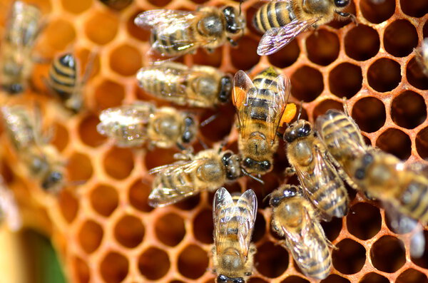 Bees on honeycomb