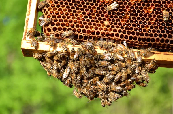 Bin på honeycomb — Stockfoto