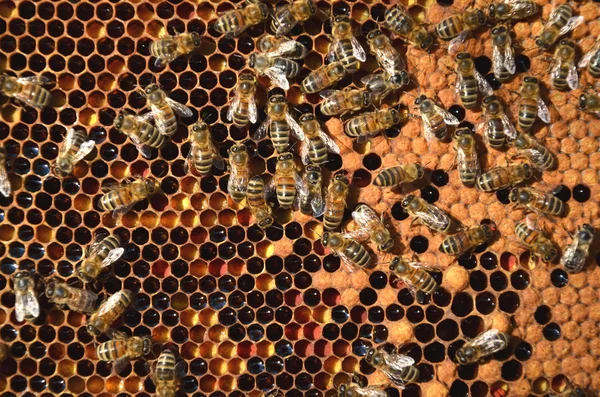 Abejas en panal — Foto de Stock