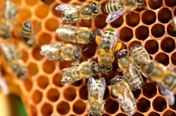 Bijen op de honingraat Stockfoto
