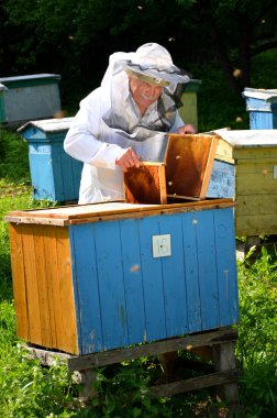 Arı kovanı içinde yapıyor deneyimli üst düzey arıcı