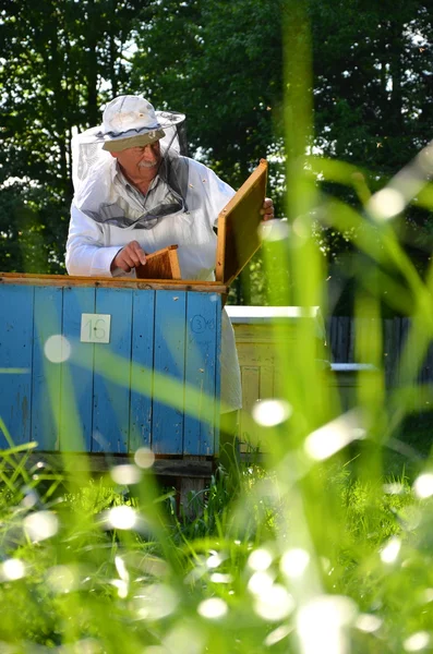 Esperto apicoltore senior fare ispezione in apiario — Foto Stock