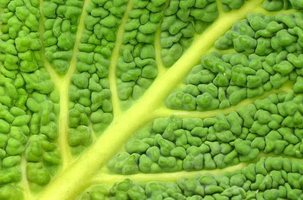 Крупный план итальянского листа капусты — стоковое фото