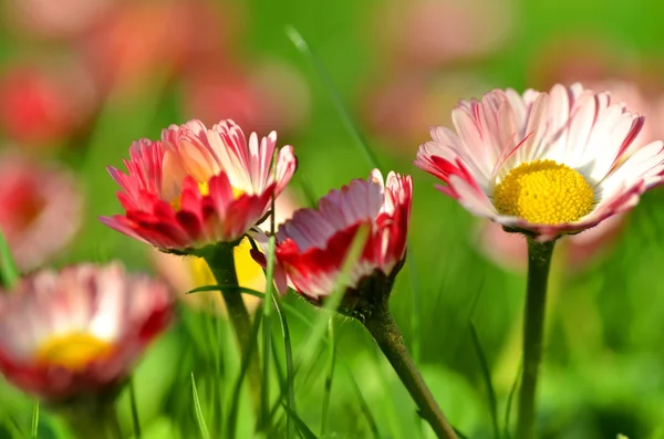 Close-up de margaridas vermelhas bonitas em um prado — Fotografia de Stock