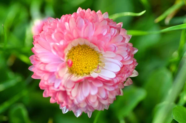 Primo piano di una bella margherita rossa su un prato — Foto Stock