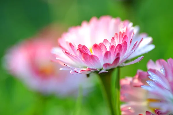 Primer plano de hermosas margaritas rojas en un prado —  Fotos de Stock