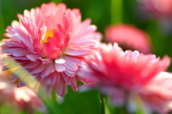 Primo piano di belle margherite rosse su un prato — Foto Stock