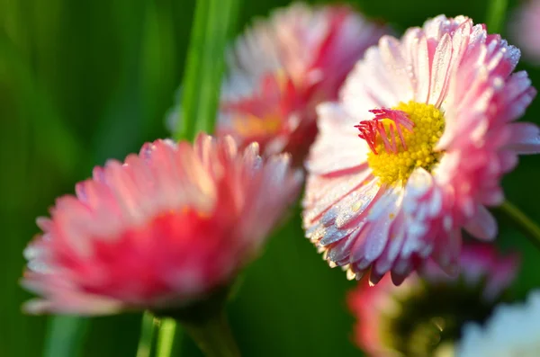 Close-up de margaridas vermelhas bonitas em um prado — Fotografia de Stock