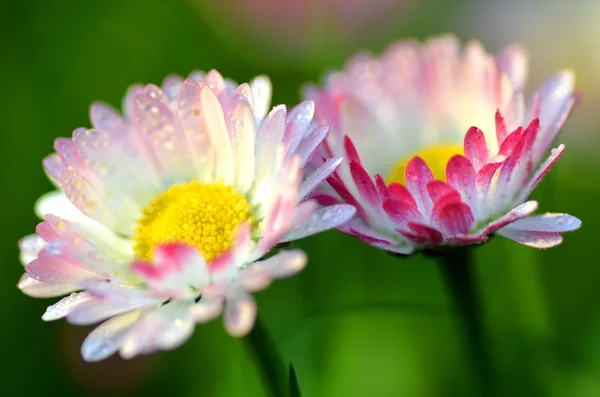 Close-up van mooie rode margrieten op een weide — Stockfoto